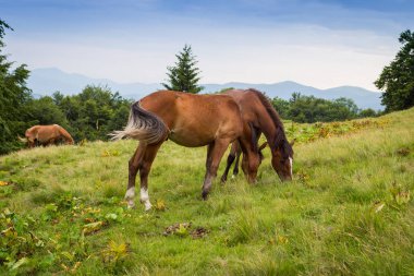 Karpat meadows otlayan atlar