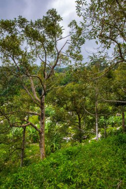 bahar, Tayland Koh Samui yeşil orman