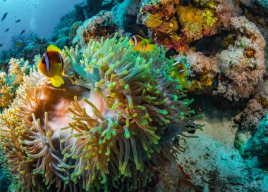 Red Sea, Mısır'daki mercan resif üzerinde parlak sarı anemonefishes