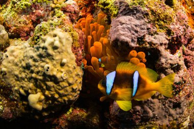 Red Sea, Mısır'daki mercan resif üzerinde parlak sarı tehlikede