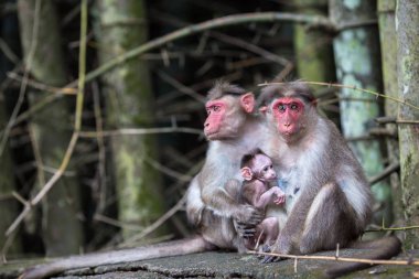 Maymunları ormanın içinde oturan ailesi
