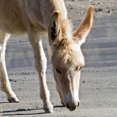 Turistik ve yerler arasında seyahat, Himalayalar, Asya