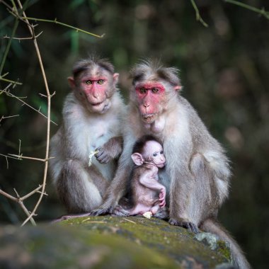 Maymunları ormanın içinde oturan ailesi
