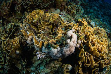 Güzel mercan kayalığı Kızıldeniz, sharm el sheikh, Mısır