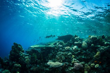 Güzel mercan kayalığı Kızıldeniz, sharm el sheikh, Mısır