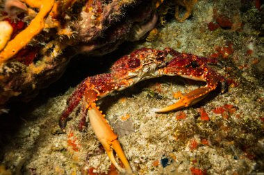 okyanus flora ve fauna Bali, Endonezya sualtı çekimi