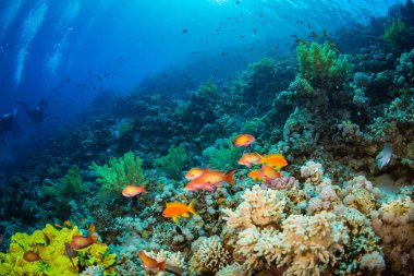 Dalgıç Kızıldeniz reaf üzerinde