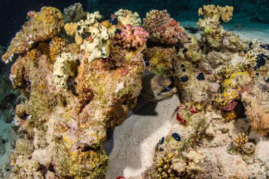 Moray sualtı görünümü içinde Kızıldeniz, sharm el sheikh, Mısır geceleri mercan '