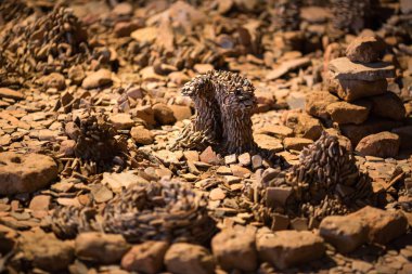 Soyut dünya küçük taştan