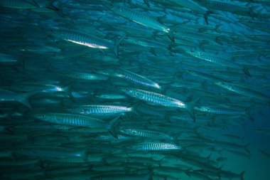 Barracuda Koh Tao Island, Tayland yakınındaki okul