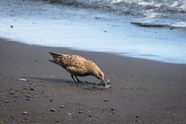 İzlanda ısırık leş plajında martı