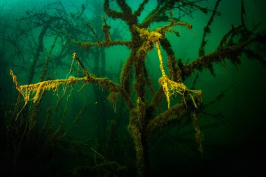 Ukrayna nehrin dibini doğası