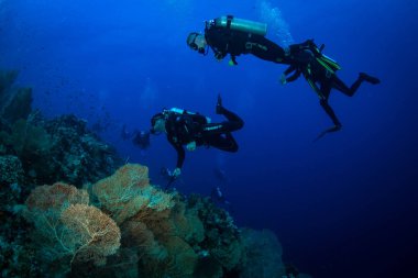 Dalgıçlar Kızıldeniz reaf üzerinde