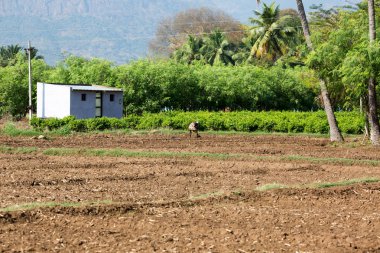 Munnar, Hindistan-Şubat 17: Hint alt üzerinde 17 Şubat 2013 Munnunar, Hindistan'da. Güney Hindistan'da çalışıyor