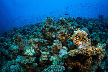 Tropikal balıklar Kızıldeniz, Sharm El Sheikh, Mısır'daki mercan kayalığı arka plan üzerinde