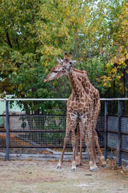 Zürafalar kaç Kırım safari park içinde