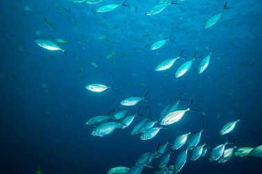 Tuna Koh Tao Adası, Tayland