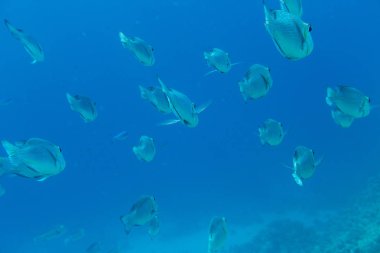 Tropikal balıklar Kızıldeniz, Sharm El Sheikh, Mısır'daki mavi su