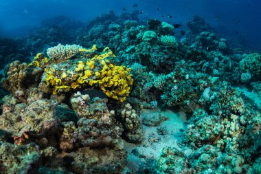 Güzel mercan kayalığı Kızıldeniz, sharm el sheikh, Mısır