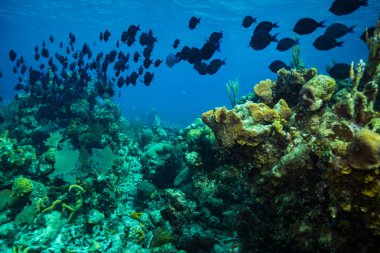 Domuzlar Körfezi, Küba'da güzel mercan Bahçe