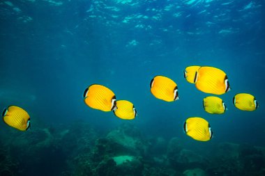 Kot Tao Island, Tayland yakınındaki resif üzerinde güzel Butterflyfishes