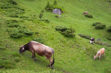 Karpat meadows otlayan inekler
