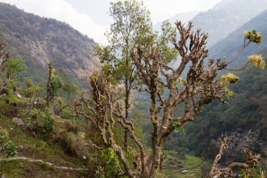 Yolda Nepal Köyü Merkez kampına Annapurna, Himalayalar, alanları