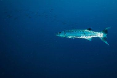 Barracuda Koh Tao Island, Tayland tarihinde