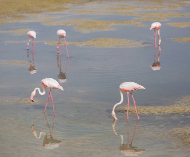 Lagün Ras al Khor içinde pembe flamingolar