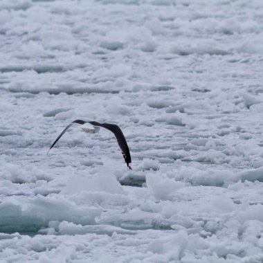 Turistik ve yerler arasında seyahat, Odessa, Ukrayna