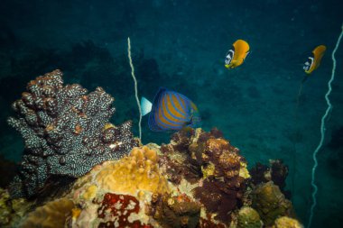 Kot Tao Island, Tayland yakınındaki resif üzerinde güzel Butterflyfishes