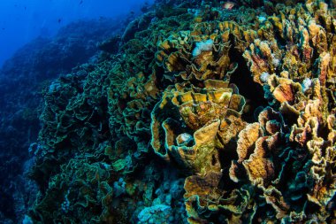 Güzel mercan kayalığı Kızıldeniz, sharm el sheikh, Mısır