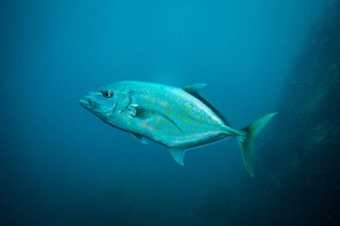 Tuna Koh Tao Adası, Tayland