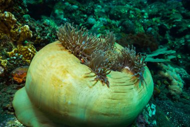 Mercan, Bali Adası üzerinde palyaço balığı