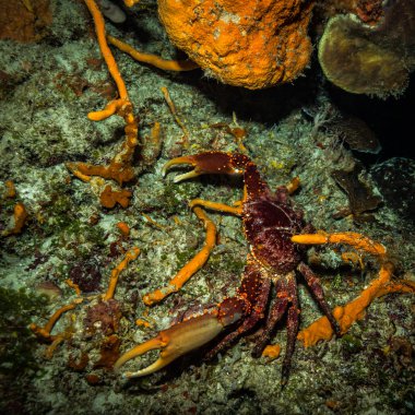 Yengeç sualtı görünümünü Karayip Denizi Resifi'nde Cozumel üzerinde