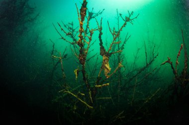 Ukrayna nehrin dibini doğası