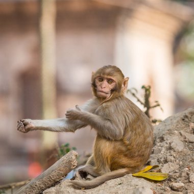 komik maymun tapınakta Kathmandu