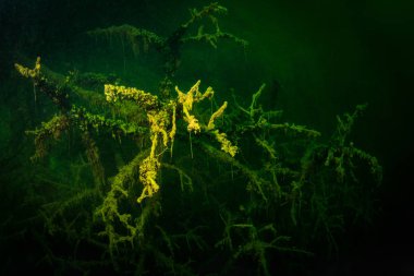 Ukrayna nehrin dibini doğası