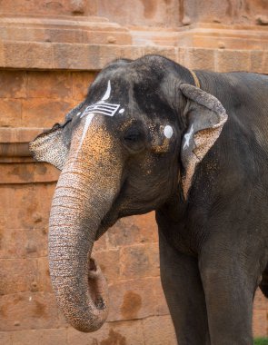 Hint Tapınağı fil. Tamil Nadu