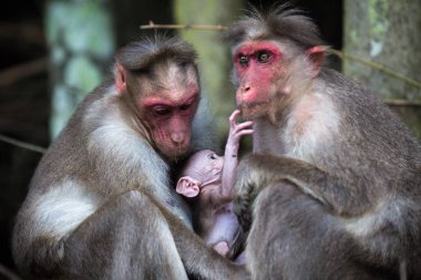 Maymunları ormanın içinde oturan ailesi