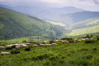 Karpat meadows otlatma koyun