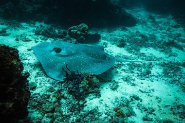okyanus flora ve fauna Bali, Endonezya sualtı çekimi