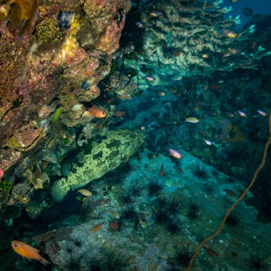 Malabar orfoz Koh Tao Island, Tayland yakınındaki sualtı görünümünü
