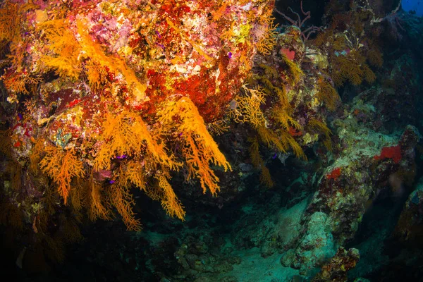 Gyönyörű Korallzátonyok Vörös Tenger Sharm Sheikh Egyiptom — Stock Fotó