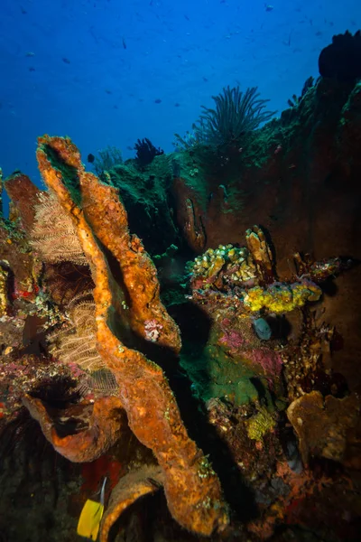 Vackra Undervattensvy Korall Trädgården Bali Indonesien — Stockfoto