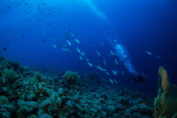 Diver Reaf Röda Havet — Stockfoto