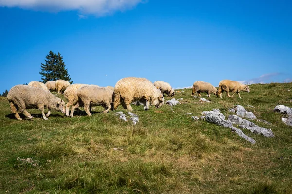 Herd of sheep at the pasture on the mountains