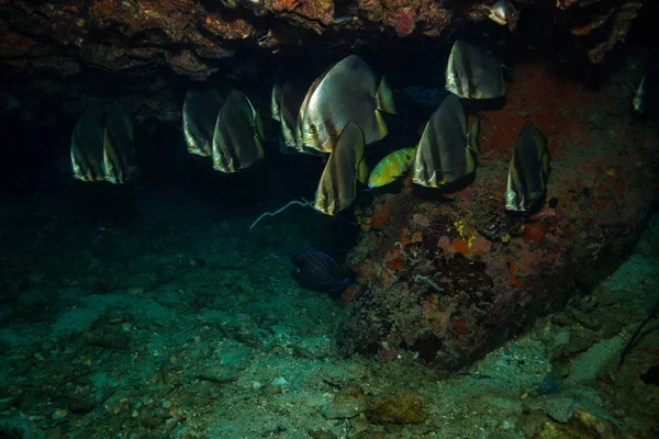 Bellissimi Batfishes Sulla Barriera Corallina Koh Tao Thailandia — Foto Stock