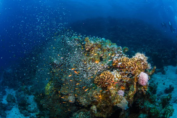 Tropiska Fiskar Bakgrund Korallrev Röda Havet Sharm Sheikh Egypten — Stockfoto