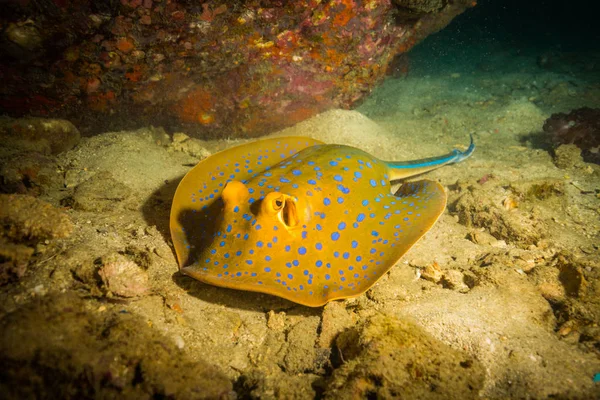 Piękny Niebieski Cętkowany Stingray Pobliżu Koh Tao Island Tajlandia — Zdjęcie stockowe